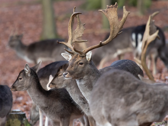 Oplev brunstperioden i Dyrehaven ved Vejle