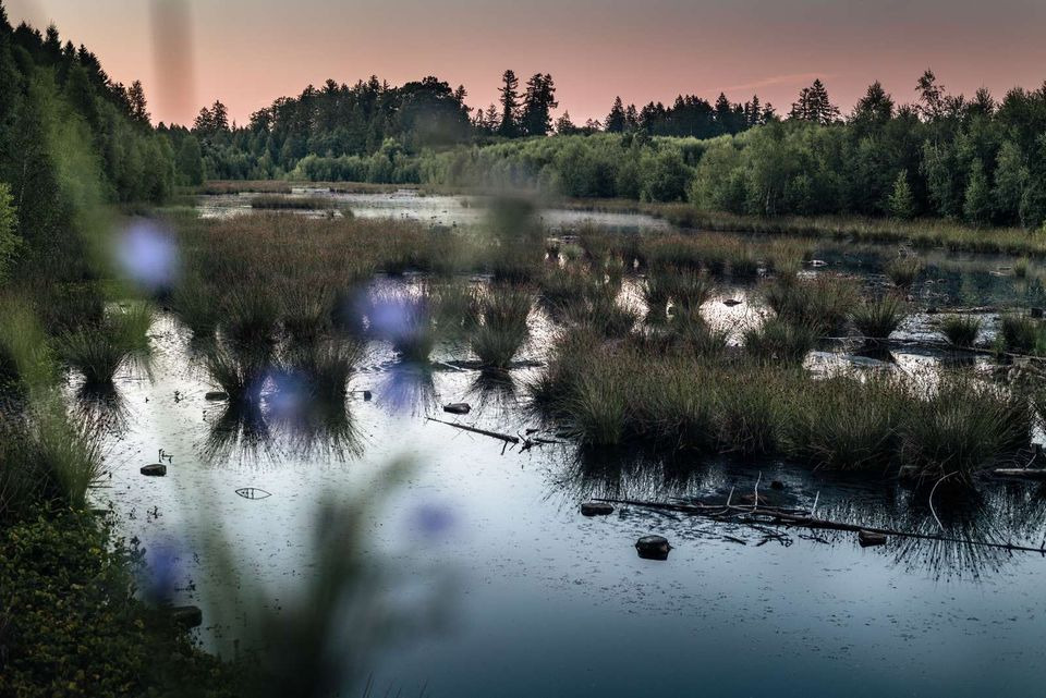 Flertal i den lokale bestyrelse ønsker elge i Naturnationalpark Gribskov