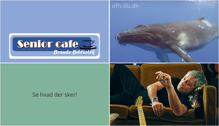 Spændende uge i Brande: Seniorcafé, Foredrag om hvaler og Intimkoncert