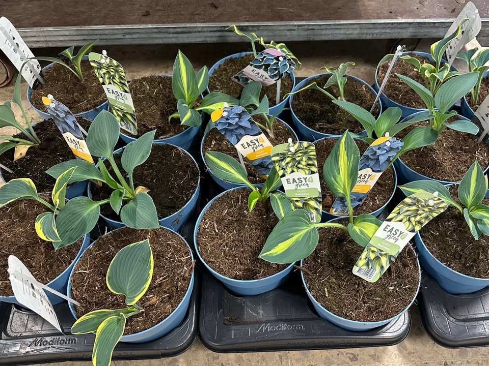 MENY Gl. Skagensvej tilbyder Hosta-planter til ja tak-pris