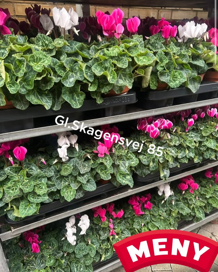 Meny Gl. Skagensvej tilbyder cyclamen til halv pris