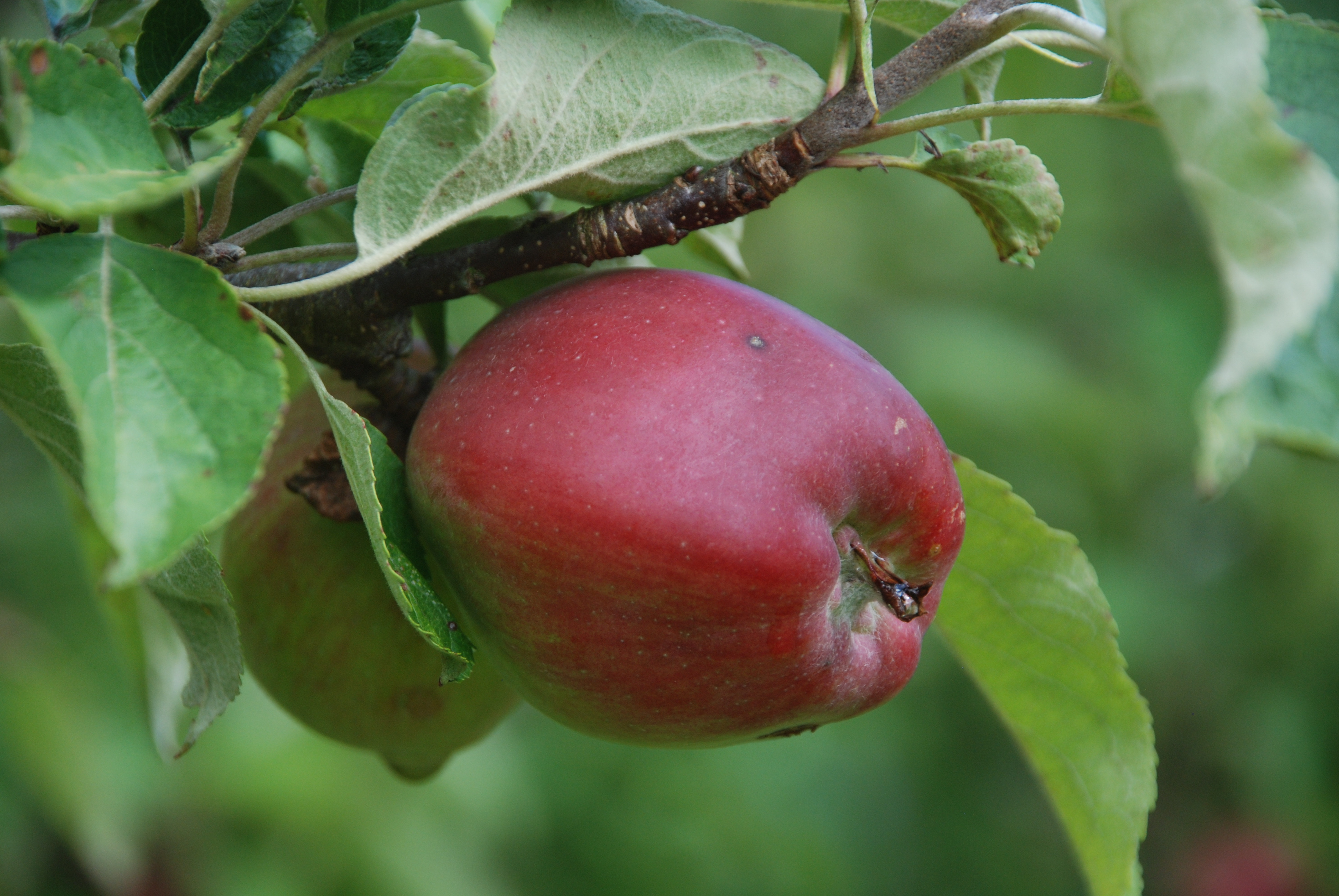 Gamle frugtsorter får en ny chance i Randers Kommune