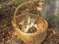 Oplev svampejagt i Mols Bjerge