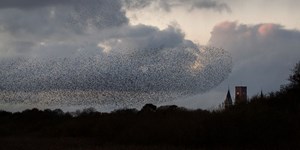 Oplev naturens magi ved Vadehavscentret