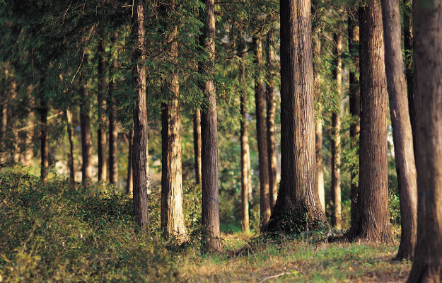 Naturen som læringsrum