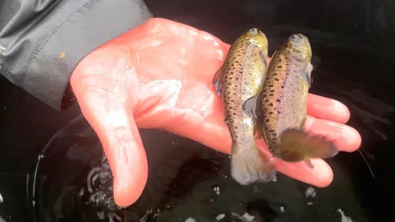 Assens Kommune styrker havørredbestand på Fyn gennem udsætning og levestedsforbedringer