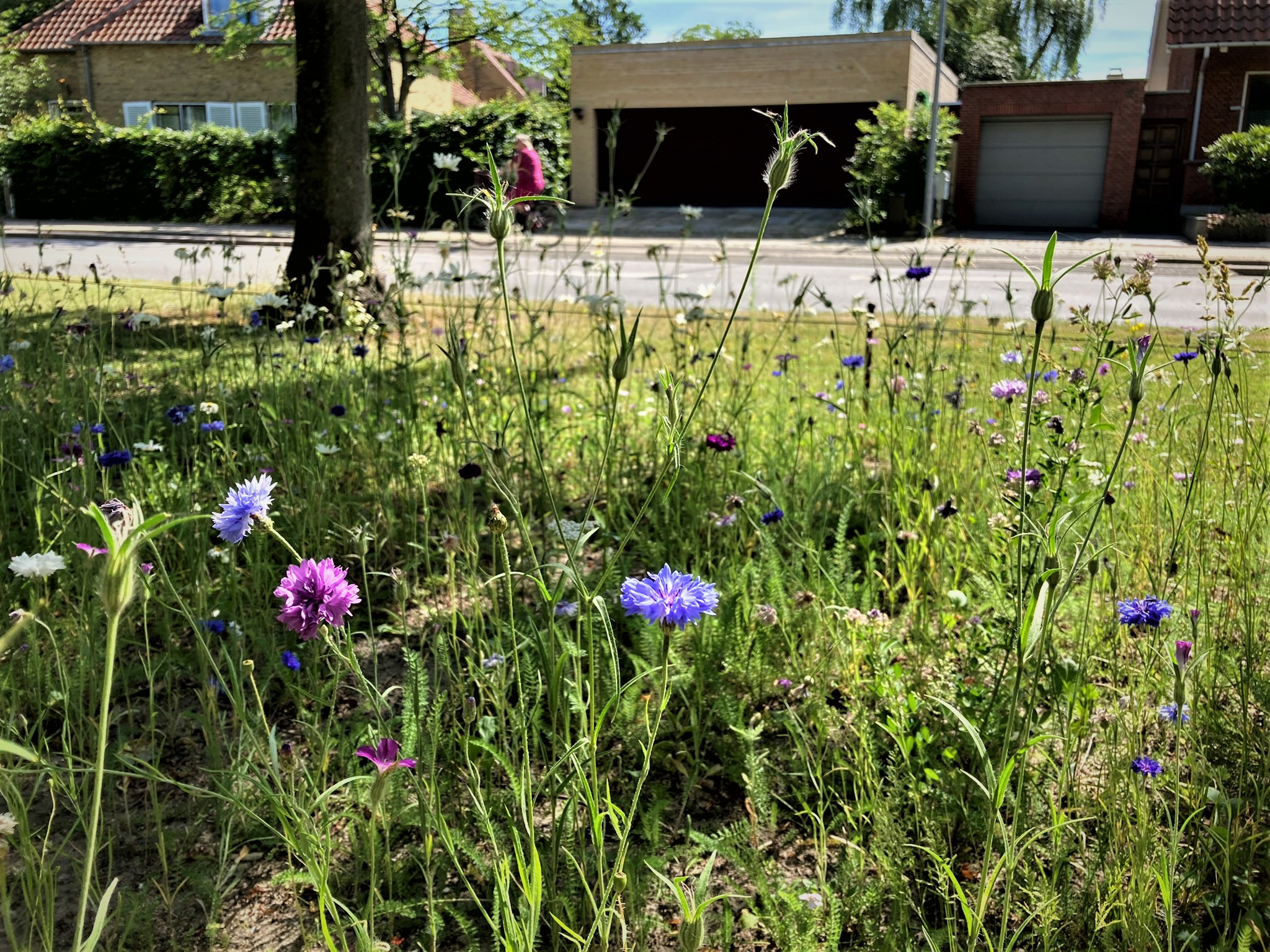 Frederiksberg Kommune deler gratis blomsterfrø ud for at fremme byens natur og biodiversitet