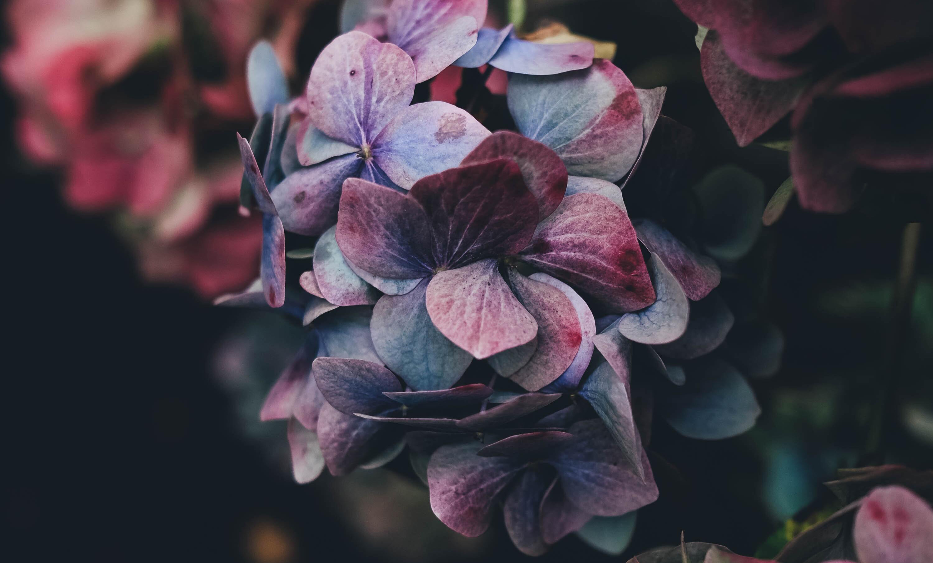 Hvad kan du lave i haven om vinteren?