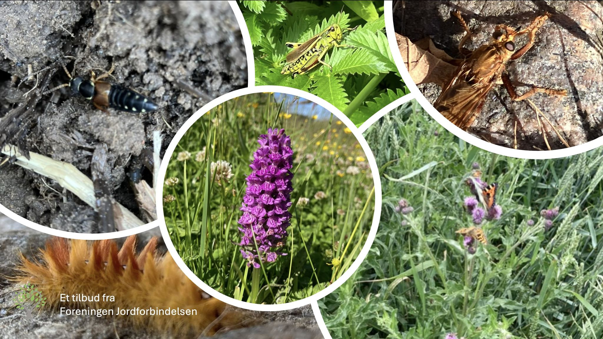 Nørdetid - Fællesskab for voksne med interesse for biodiversitet