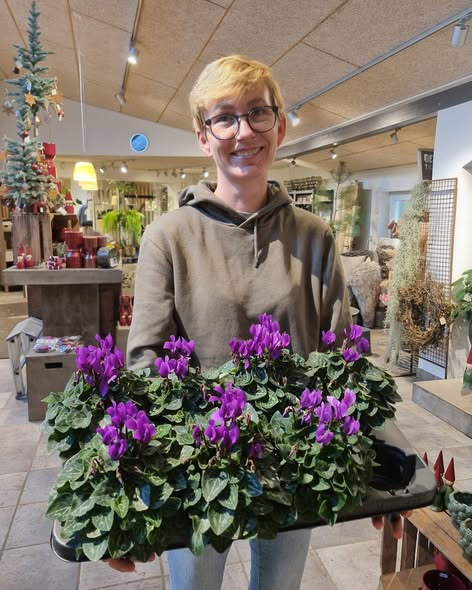 Fynbogården Blomster ApS fejrer Kamillas skoleafslutning med tilbud på eksklusiv Alpeviol