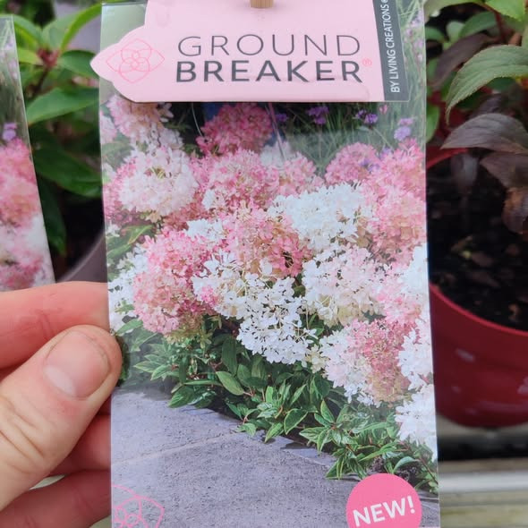 Rishøjgård Gårdbutik og Jordbrug har fået krybende hortensia i tre farver