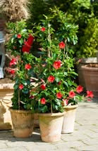 Midtjysk Gartnerhal præsenterer dipladenia sommer-tilbud