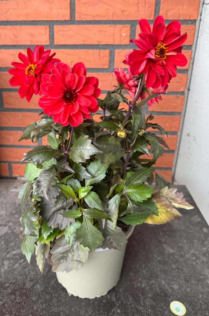 Meny Klarup tilbyder store dahlia til nedsat pris i dag