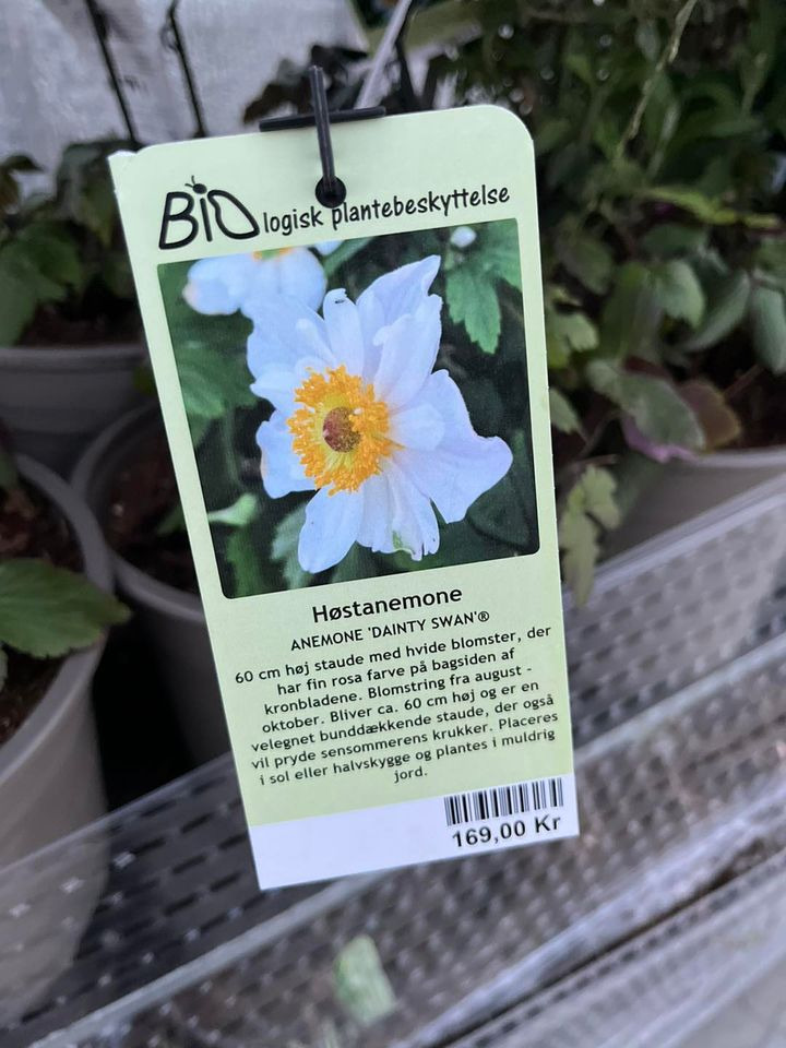 Opslagstavlen: Nyeste opdateringer fra Horsens