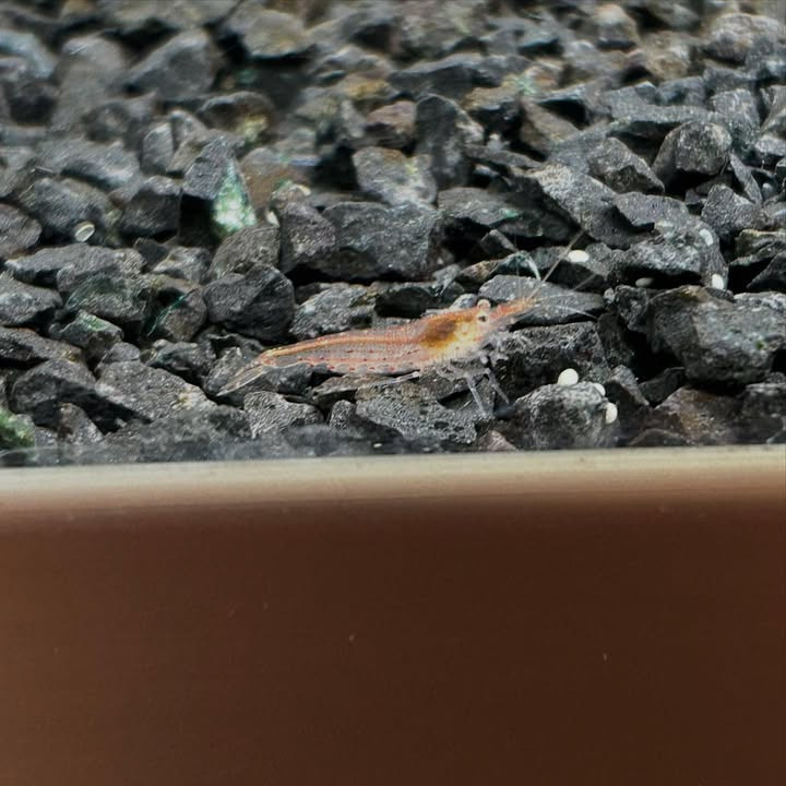 Camillas Dyrecenter præsenterer nye spændende tilføjelser til akvariet