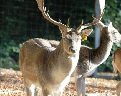 Kom tæt på dådyrene i Fuglsang Dyrehave