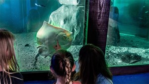 Udforsk havets vidundere i Hvide Sande i julen