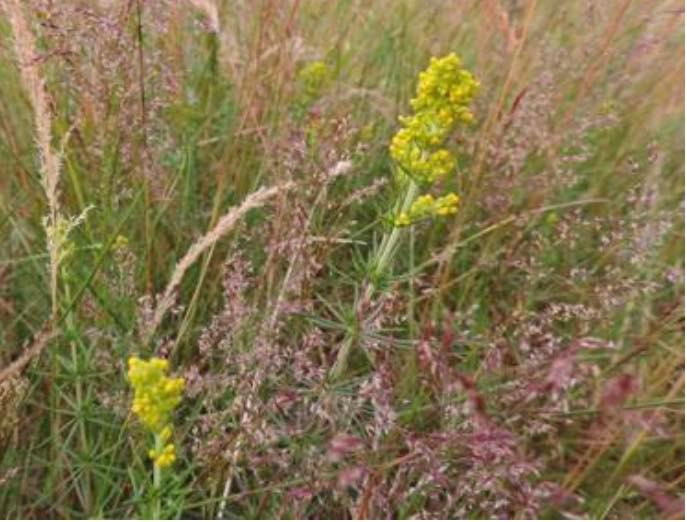 Det nyeste på Hobros opslagstavle