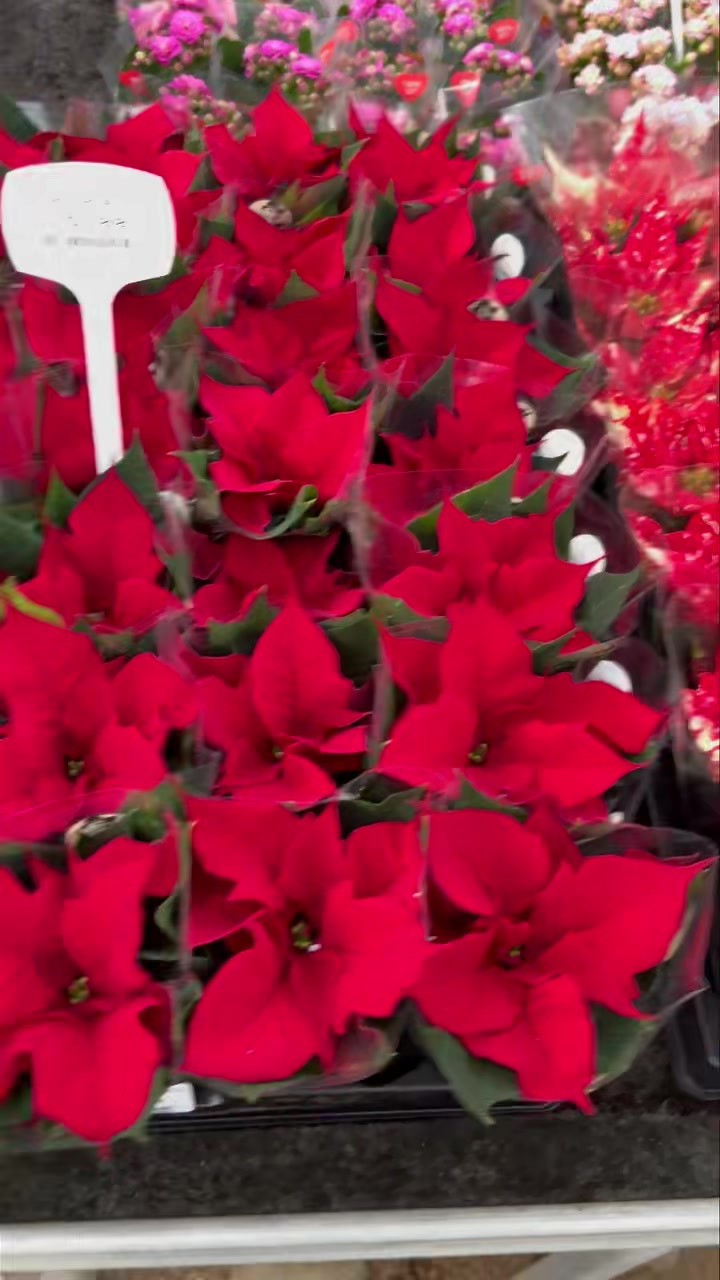 Masser af flotte julestjerner fra 15 kr. hos Midtjysk Blomstermarked