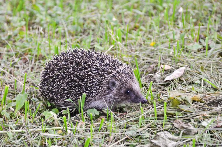 Lær hvordan du kan beskytte pindsvin i din have ved gratis foredrag i Vallensbæk
