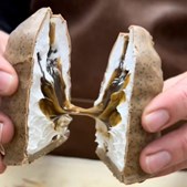 CHOKOLET BON BONNIEREN præsenterer flødeboller med lakrids fra Chokoladekurven
