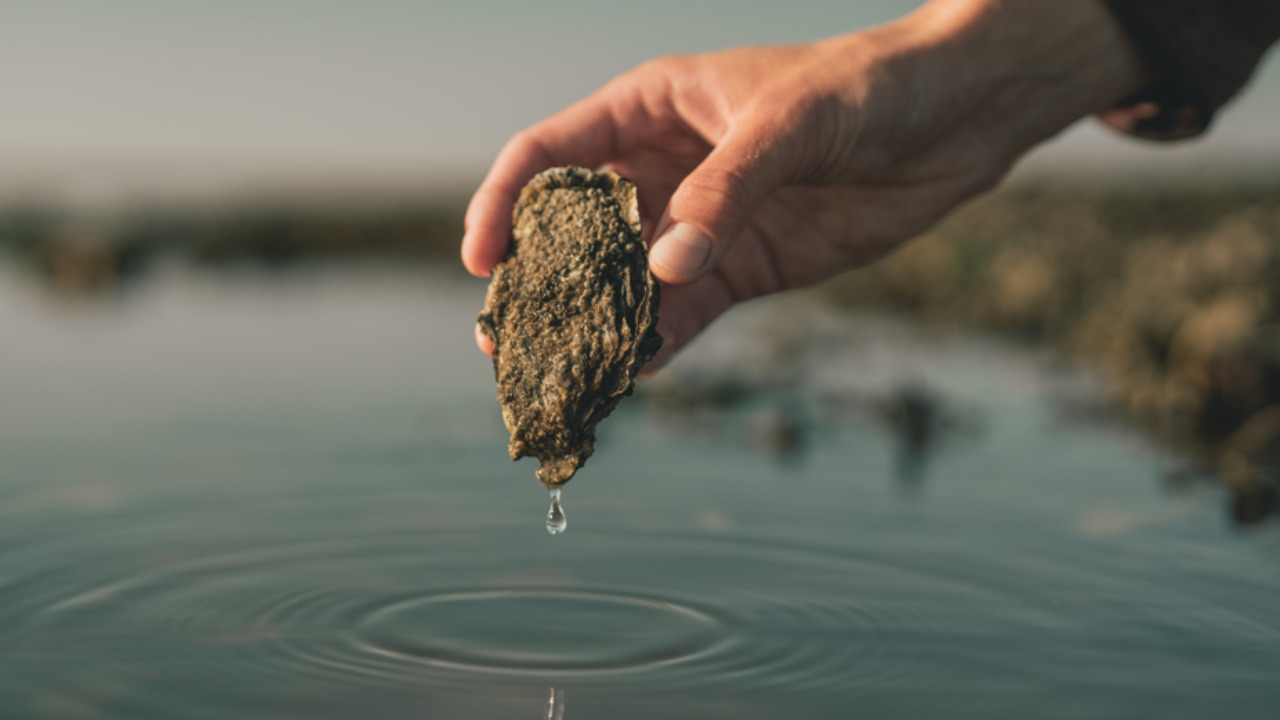 Ribe Østersfestival: En sanselig rejse ved Vadehavets kyst