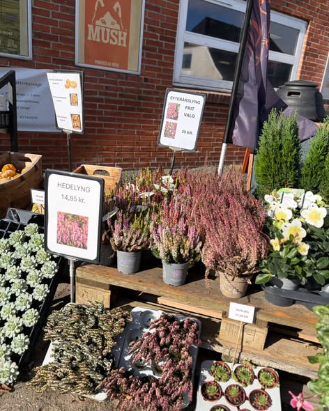 Resen Landhandel har masser af græskar klar til Halloween