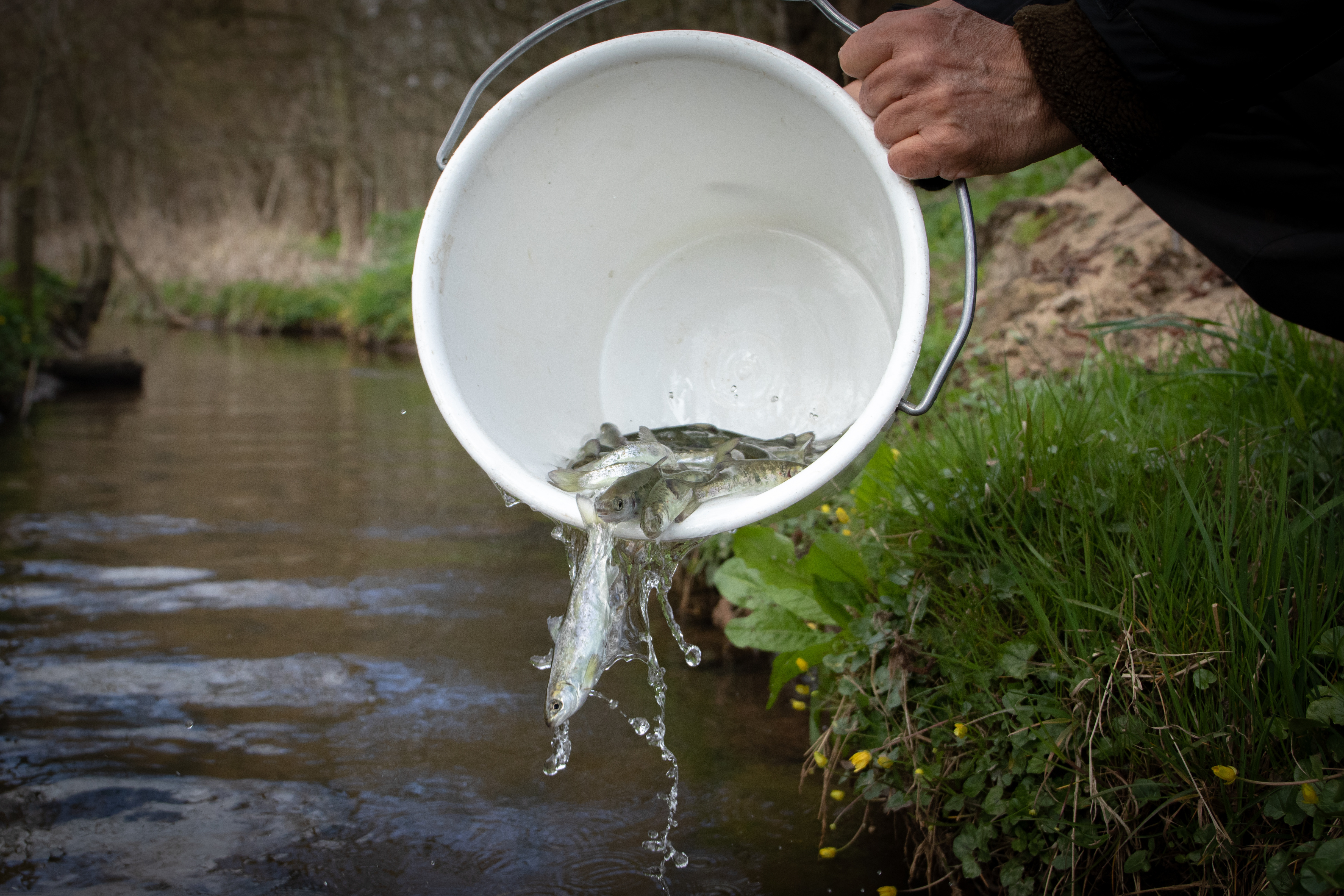 Børnehavebørn slipper 10.000 fisk fri i Gudenåen
