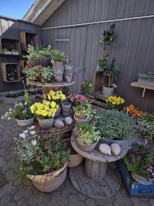 Fynbogården Blomster ApS tilbyder inspiration til sommerkrukker med udendørs planter