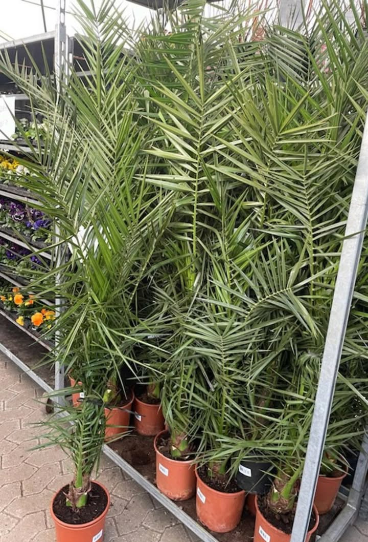 Meny Gl. Skagensvej tilbyder flotte Phoenix-palmer til ja tak pris