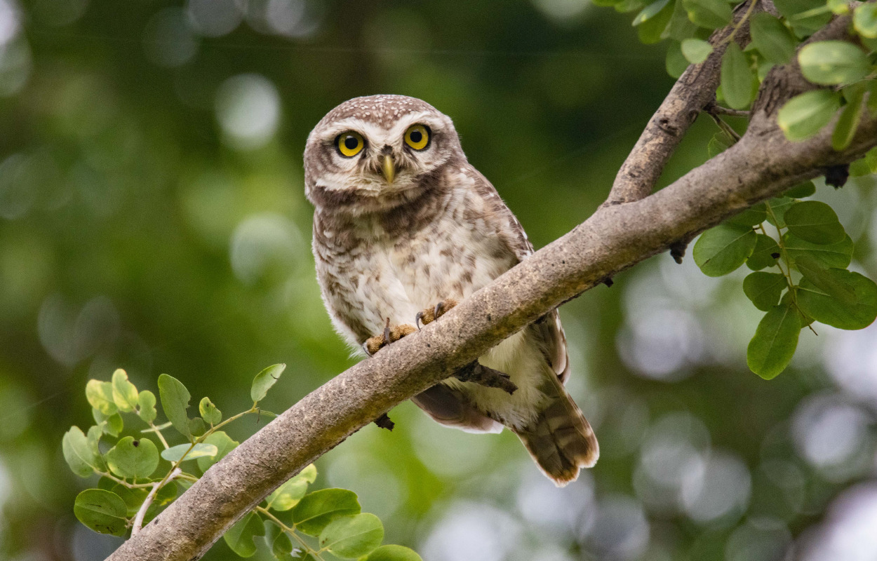 UgleRiget kommer til Brønderslev Bibliotek