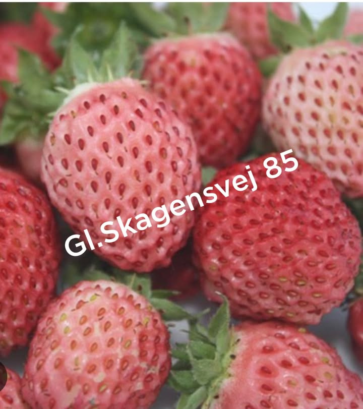 Meny Gl. Skagensvej introducerer nye bubbleberry jordbær med smag af tyggegummi