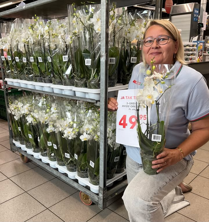 Spar Fårup tilbyder tre-grenet hvid orkidé til kun 49,95 kr