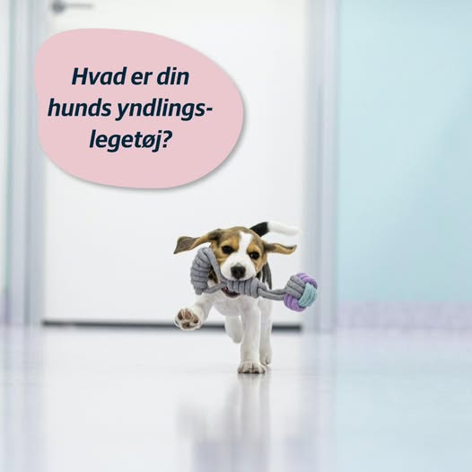 AniCura Dyrehospitalet City Syd spørger til hundes yndlingslegetøj