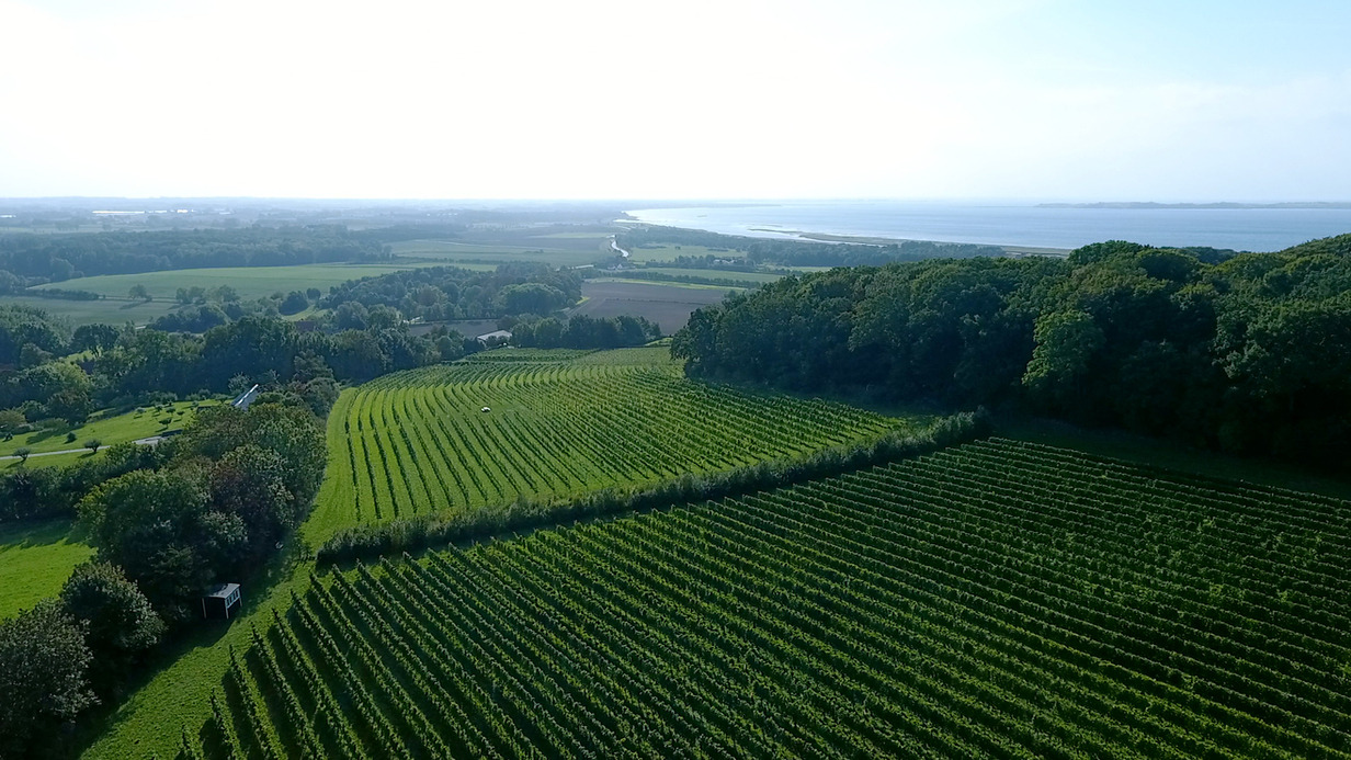 Udforsk Vejrhøj Vingård: Rundvisninger og vinsmagninger i Fårevejle