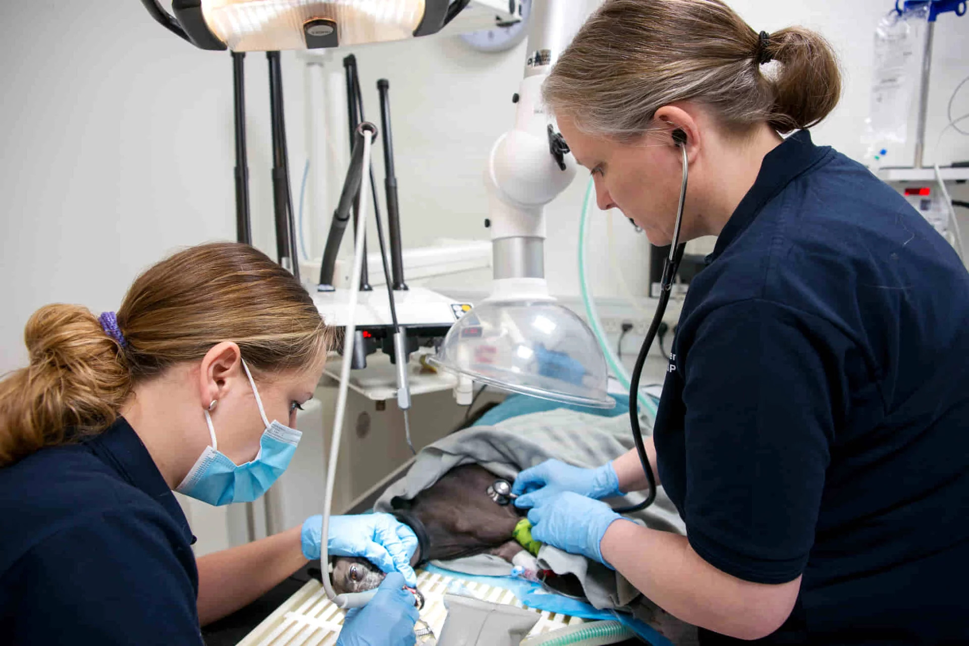 Et års fødselsdag hos Brønderslev Dyrehospital