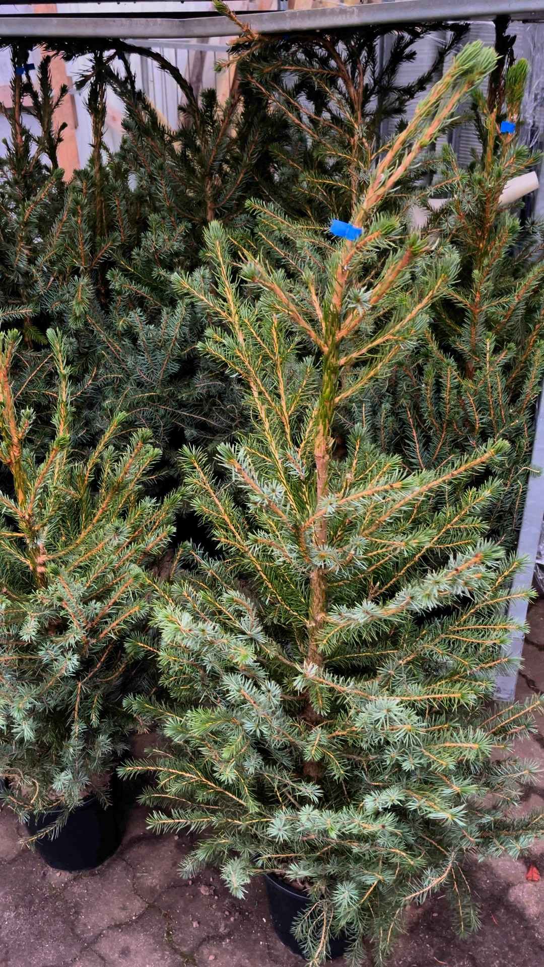 Midtjysk blomstermarked lokker med halv pris på omorika gran