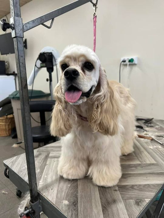 Hold trit med lokalområdet: Nyt fra Sæby