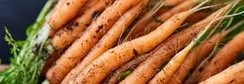 Oplev Danroots' bæredygtige produktion i Tange