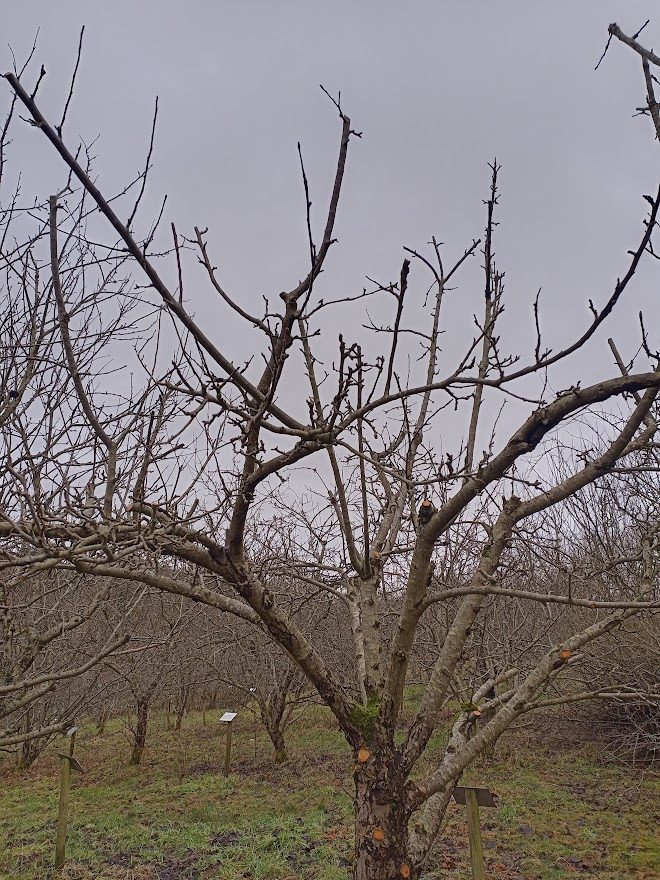 Beskæringskursus på Blomstergården: Lær kunsten at beskære træer og buske