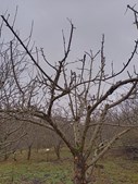 Beskæringskursus på Blomstergården: Lær kunsten at beskære træer og buske