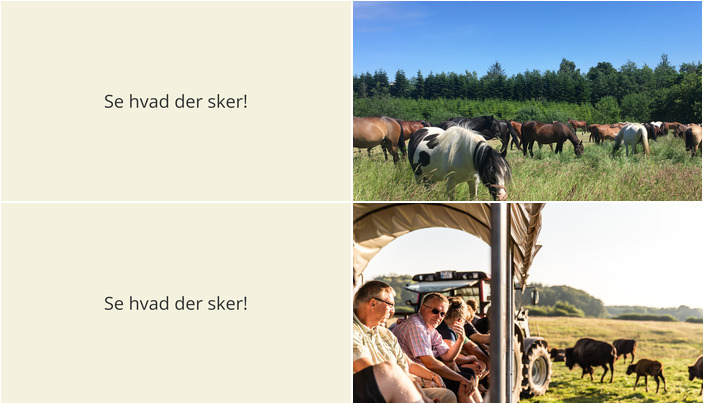 Udforsk hesteinternat og oplev bisonokser i Morud i den kommende uge