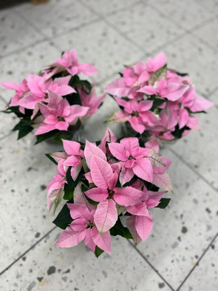 Meny Randers tilbyder juletilbud på julestjerner i begrænset antal