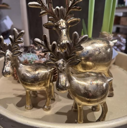 Fynbogården Blomster ApS fremhæver skønne guldelge som et must-have til hjemmet