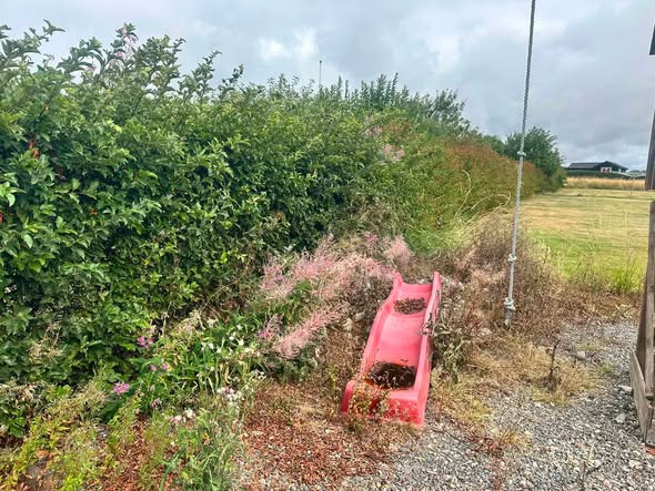 BP GreenGarden rydder op i tilgroet have