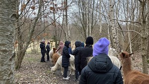 Alpacaer, slik-yoga og mordmysterie – rekordstor interesse for ungdomsskolens fritidstilbud