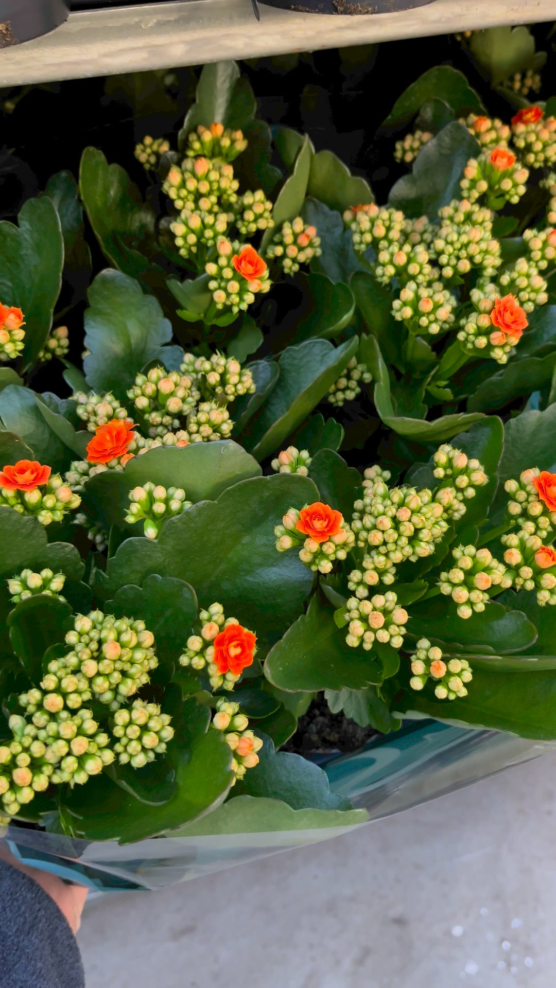 Midtjysk blomstermarked: Super tilbud på Orange Dobbeltblomstrende Kalanchoe - kun 69,95 kr. for 8 stk.