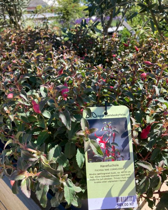 Opdatér dig her: Det nyeste fra Hobro