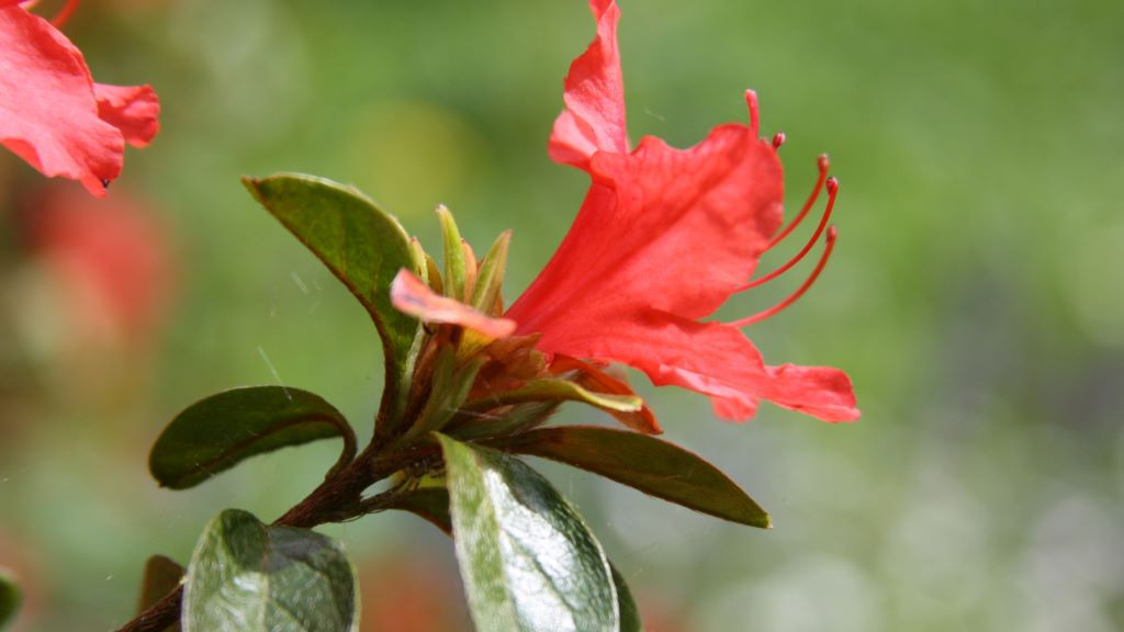 Oplev magisk troldeaften i Hangaards Have