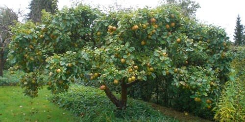 Inspirerende foredrag på Holbæk Bibliotek: Fra havepleje til naturbevarelse